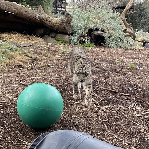 Kang Ju- male Snow Leopard