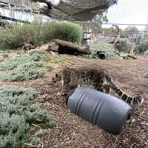 Kang Ju - male Snow Leopard