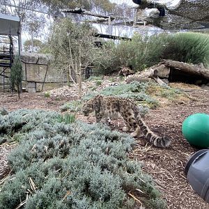 Kang Ju - male Snow Leopard