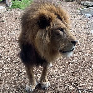 Ndidi - African Lion