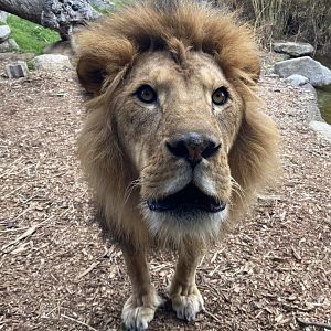 Ndidi - African Lion