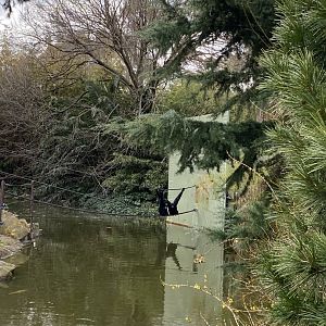 Saimangs - Sampit and Isidor