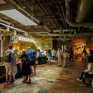 'Enchanted Kelp Forest' (Touch Pool)