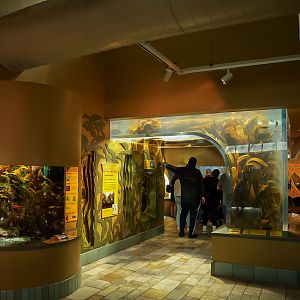 'Enchanted Kelp Forest' (Kelp Tunnel & Smaller exhibits)