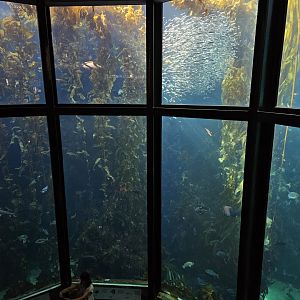 'The Kelp Forest' (second floor view)