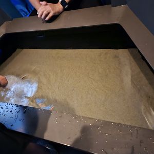 Giant Isopod Touch Tank (Into the Deep)