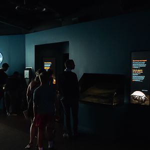 'Whalefall' (smaller exhibits)