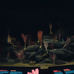 'Coral Canyon' exhibit (Into the Deep)