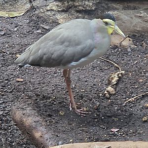 Masked Lapwing - Riverbanks Zoo