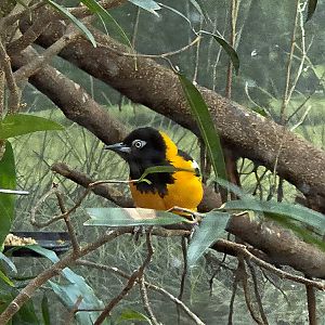 Troupial - Riverbanks Zoo