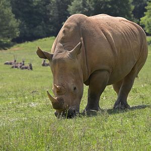Watani Grasslands Reserve - Southern White Rhinoceros (Ceratotherium simum simum)