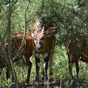 Watani Grasslands Reserve - Family of Bongos (Tragelaphus eurycerus)
