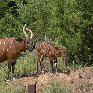 Watani Grasslands Reserve - Family of Bongos (Tragelaphus eurycerus)