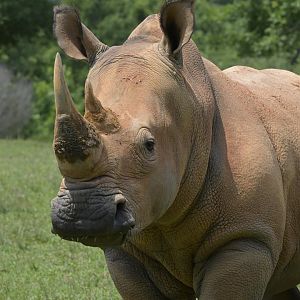 Watani Grasslands Reserve - Southern White Rhinoceros (Ceratotherium simum simum)