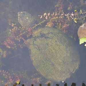 Marsh - Wild Common Snapping Turtle