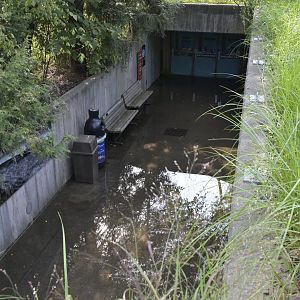 Rocky Coast - Standing Water in lower pathway