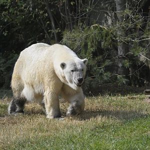 Rocky Coast - Polar Bear (Ursus maritimus)