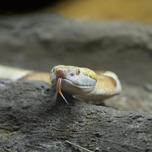 Streamside - Eastern Copperhead (Agkistrodon contortrix)