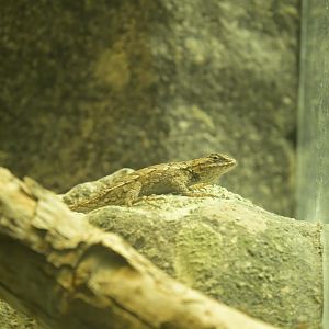 Streamside - Eastern Fence Lizard (Sceloporus undulatus)