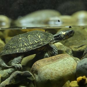 Streamside - Bog Turtle (Glyptemys muhlenbergii)