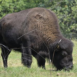 Prairie - American Bison (Bison bison)