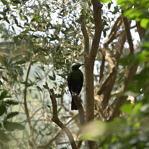 Desert - Emerald Starling (Lamprotornis iris)