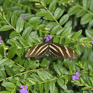 Kaleidoscope Butterfly Garden - Zebra Longwing (Heliconius charithonia)