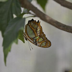 Kaleidoscope Butterfly Garden - Malachite (Siproeta stelenes)
