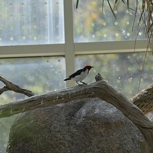 Desert - Red-capped Cardinal (Paroaria gularis)