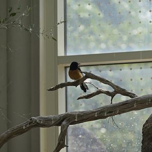 Desert - White-rumped Shama (Copsychus malabaricus)