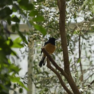 Desert - White-rumped Shama (Copsychus malabaricus)