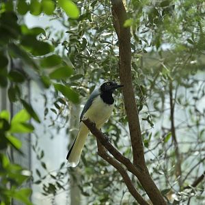 Desert - Inca Jay (Cyanocorax yncas yncas)
