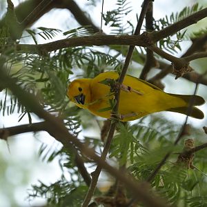 Desert - Taveta Golden-Weaver (Ploceus castaneiceps)