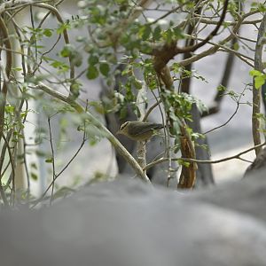 Desert - Worm-eating Warbler (Helmitheros vermivorum)