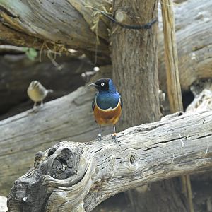 Desert - Superb Starling (Lamprotornis superbus)