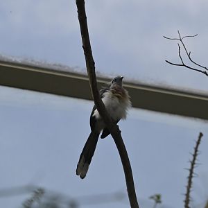 Desert - Crested Coua (Coua cristata)