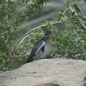 Desert - White-winged Dove (Zenaida asiatica)