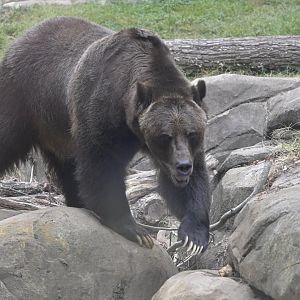 Northwoods - Grizzly Bear (Ursus arctos horribilis)