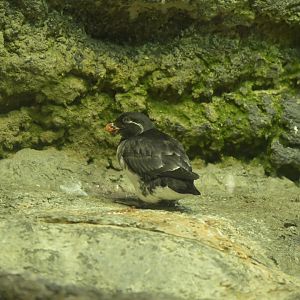Rocky Coast -  Parakeet Auklet (Aethia psittacula)