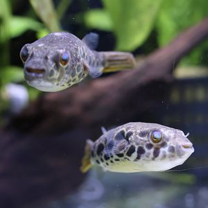 The Aqua Zoo—Spotted Congo Puffer, pair