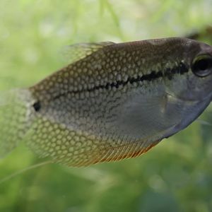 The Aqua Zoo—Pearl Gourami