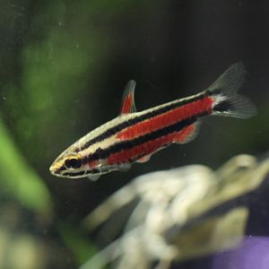 The Aqua Zoo—Purple Pencilfish