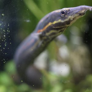 The Aqua Zoo—Fire Eel