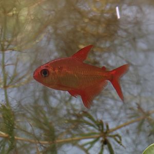 The Aqua Zoo—Hyphessobrycon sp. “Red Cherry”