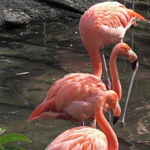 American flamingo