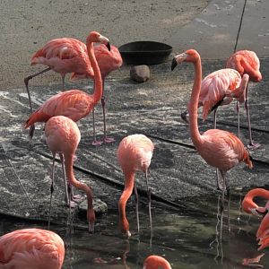 American flamingos