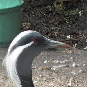 Demoiselle crane