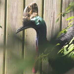 Cassowary