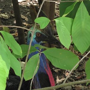 Cassowary hiding in the brush