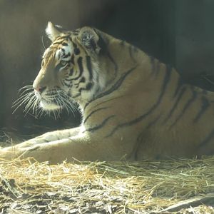 Amur tiger